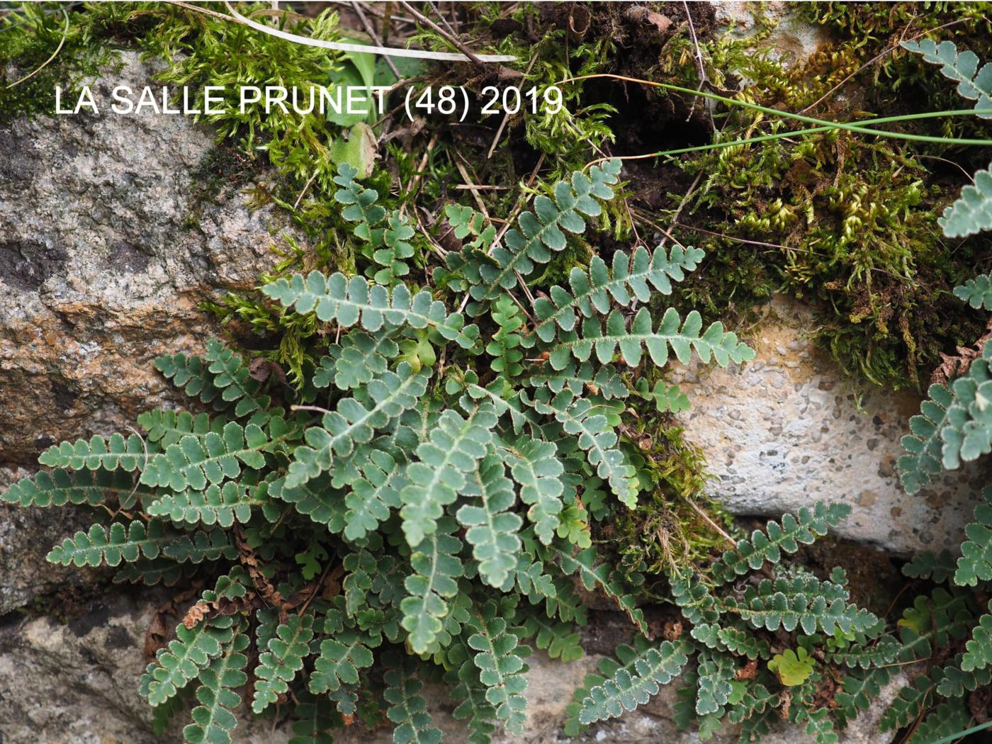 Rustyback plant